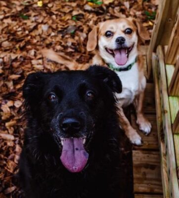 Kaci's two puppies