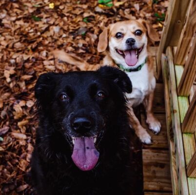 Kaci's Puppies